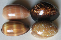 Cypraea 7